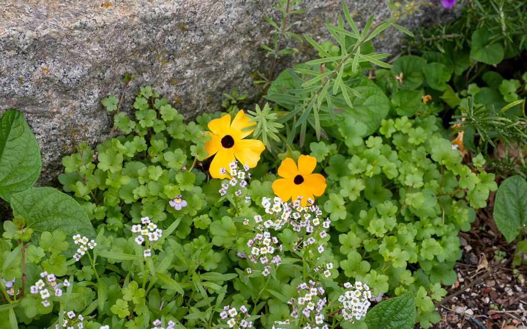 Fugengrün mit Duftsteinrich, Linaria, Zimbelkraut
