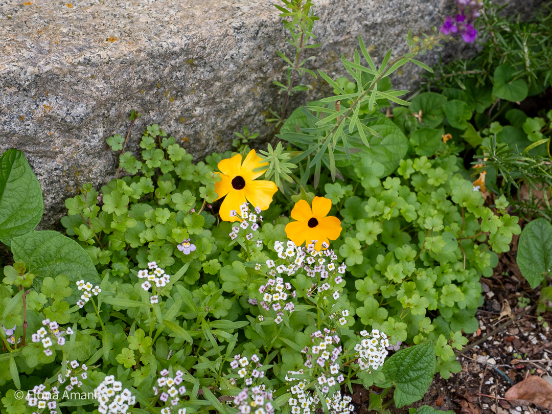 Fugengrün mit Duftsteinrich, Linaria, Zimbelkraut