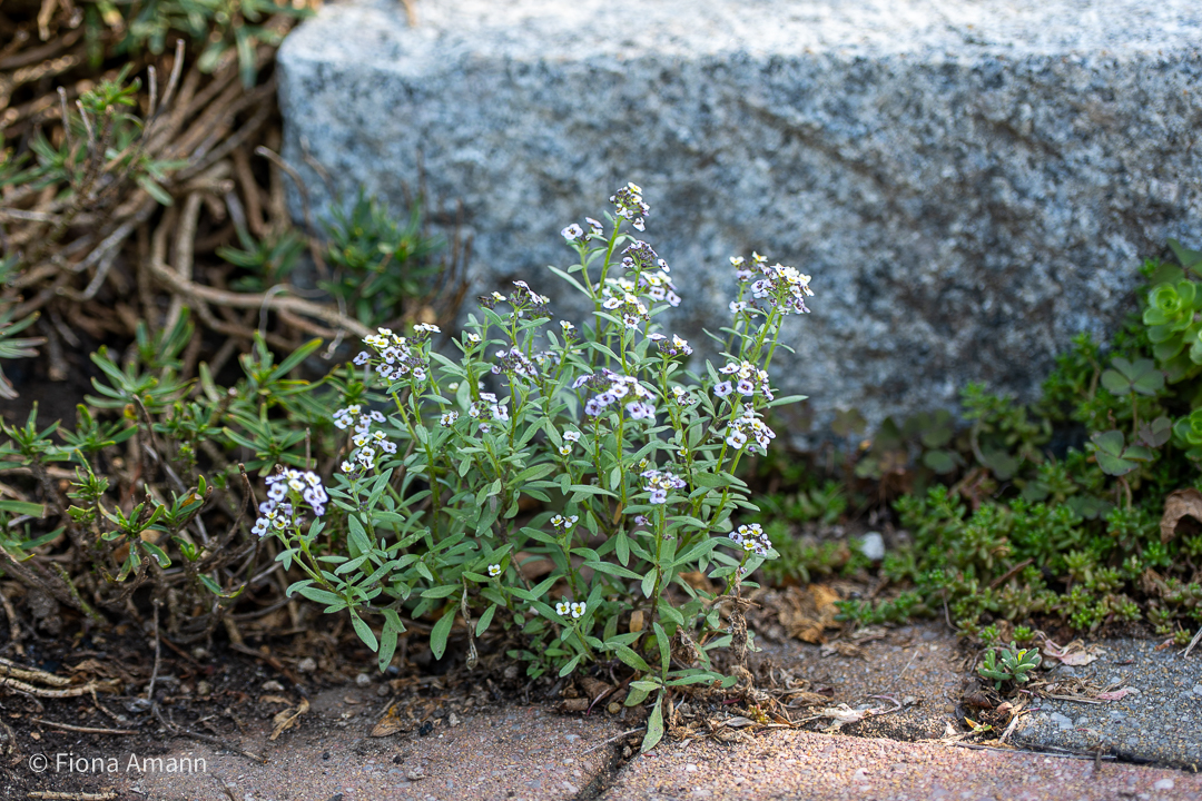Fugengrün mit Duft: Duftsteinrich, Alyssum gedeiht in voller Sonne im Weg vor einer Stufe Fugengrün mit Duft: Duftsteinrich