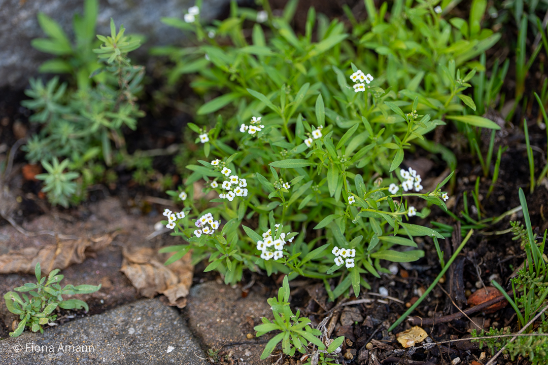 Steinkraut wächst auch vor Granitstufen, im Pflaster, am Gartenweg entlang