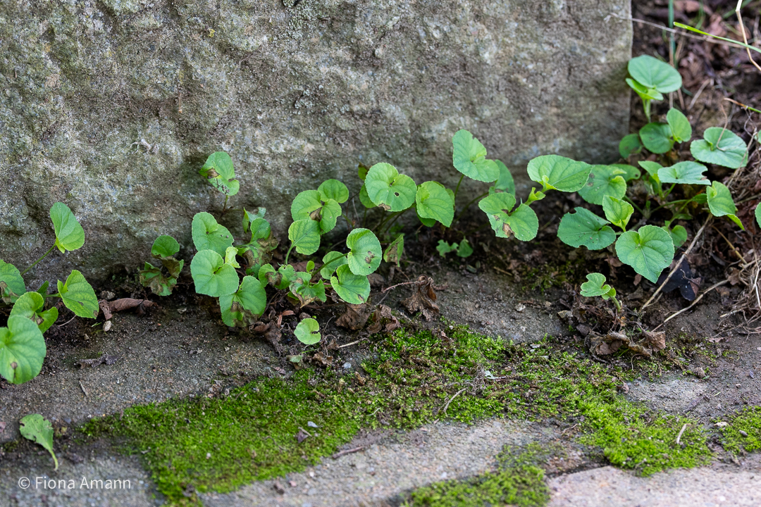 Veilchen vor einer Stufe. Fugengrün im Schatten. Veilchen vor einer Stufe. Fugengrün im Schatten.