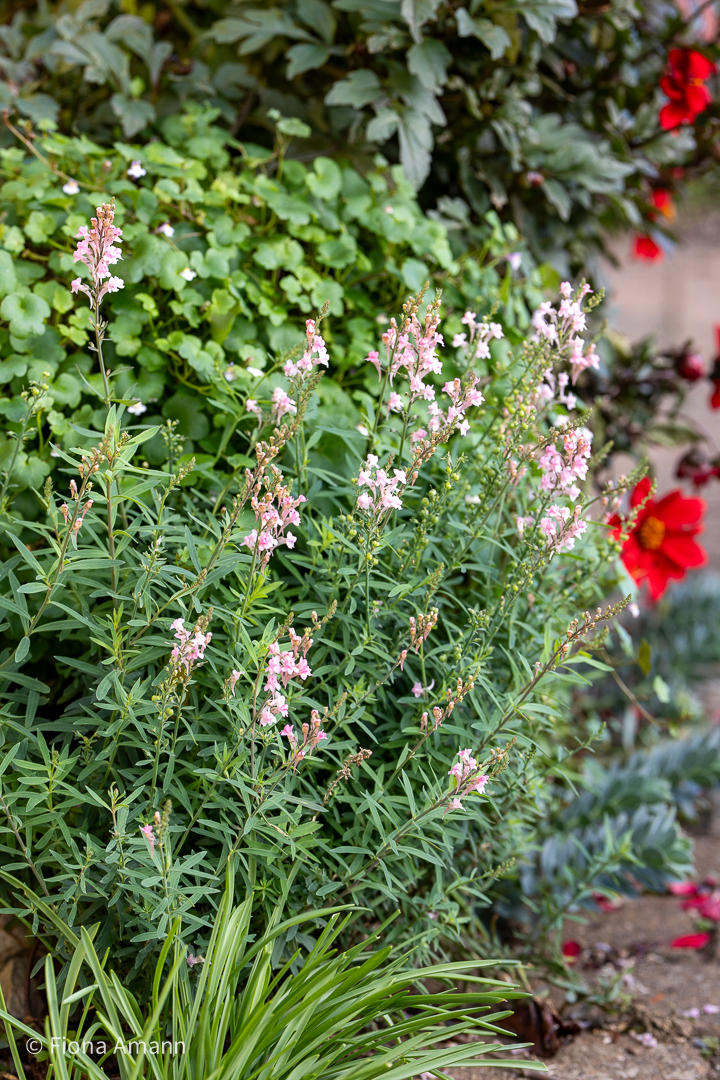 Linaria, Italienisches Leinkraut, blühendes Fugengrün in der Sonne Linaria, Italienisches Leinkraut, blühendes Fugengrün in der Sonne