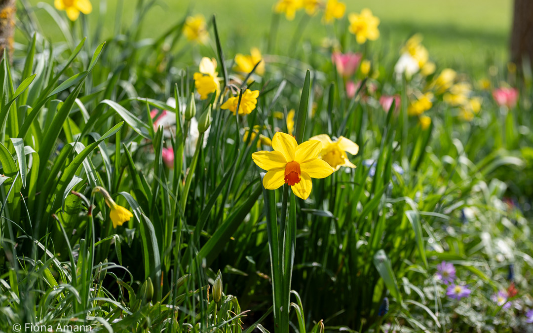 7 Tipps wie Sie mit Blumenzwiebeln Frühling gestalten