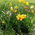 Frühling gestalten mit Blumenzwiebeln