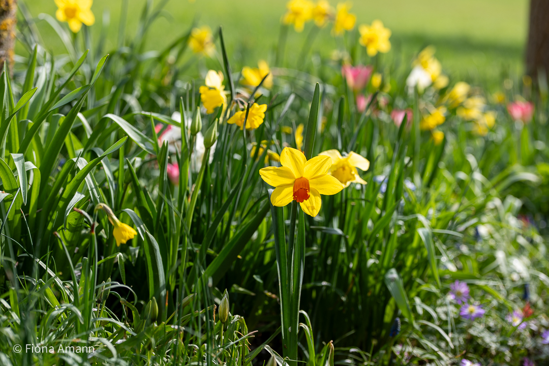 Wo Blumenbilder wachsen 14 Frühling gestalten mit Blumenzwiebeln