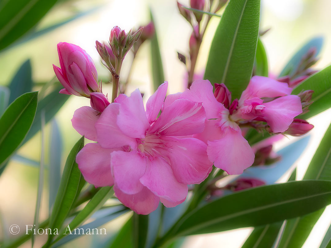Kübelpflanzen überwintern. Richtig, einfach, gut und sicher. 1 Kübelpflanze Oleander richtig überwintern