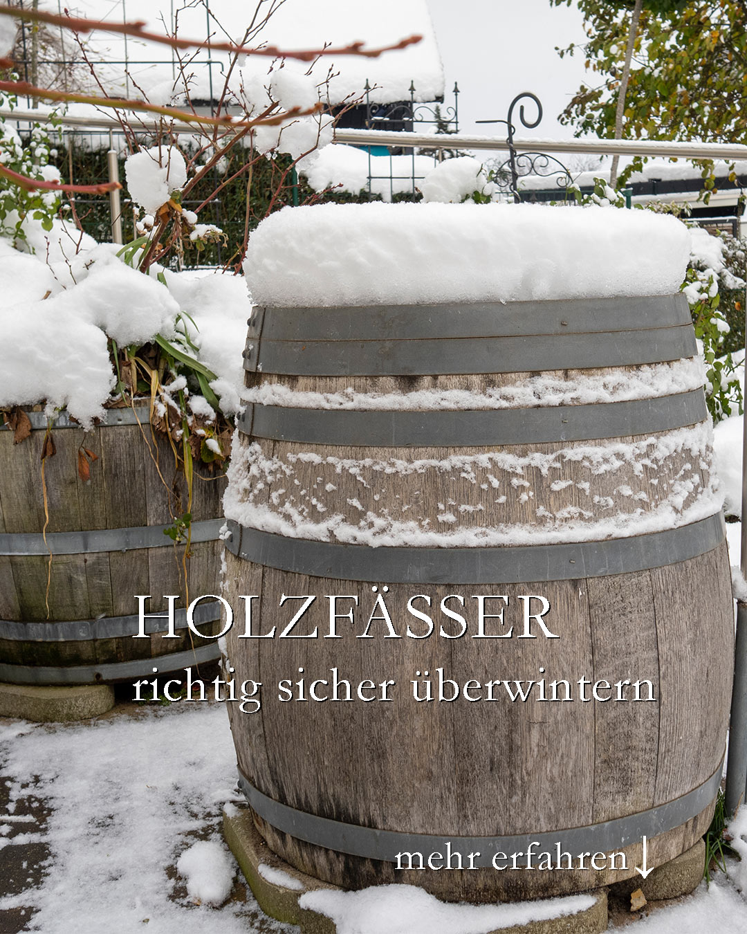 Regenfass und Miniteich aus Holz richtig sicher überwintern

Es wird Zeit Holzfässer winterfest aufzustellen. Einfache Übung!

+ Leeren Sie das Fass / den Miniteich
+ Drehen Sie es auf den Kopf
+ Stellen Sie das umgedrehte Fass auf Steine oder legen Sie Latten zwischen Fass und Boden. 
+ Luft muss von allen Seiten zirkulieren, damit das Fass nicht anfängt zu faulen.

++ Das Fass sollte der Witterung ausgesetzt sein.
+++ Schnee und Frost schaden nicht. Trockenheit schon.
+++ Oben sammelt sich auch im Winter genügend Wasser für Vögel.

Warum man ein Holzfass winterfest aufstellen sollte.

+ Weil bei starkem Frost gefrorenes Wasser (wegen der Bauchform des Fasses) nicht nach oben entweichen kann. Die Folge: Der Boden wird herausgesprengt.

Im Blog: Regenfass / Miniteich aus Holz richtig überwintern
https://www.wo-blumenbilder-wachsen.de/regenfass-aus-holz-abdichten/

Kurz: https://www.insbeet.de/Holzfass

#holzfass #fass #seerose #regenwasser #weinfass #gartenpflege #naturimgarten #wasser #naturgarten #gartentipps #gartentipp #gartenwissen #gartenarbeit #gartenfragen #hochbeet #gartengestaltung #schönergarten #kleingarten #meingarten #garteninspiration #gartenjahr #gartengeräte #gartendeko #wassergarten #gärtnern #gartenblogger #gartenparadies #garten #blumengarten #gartenblog