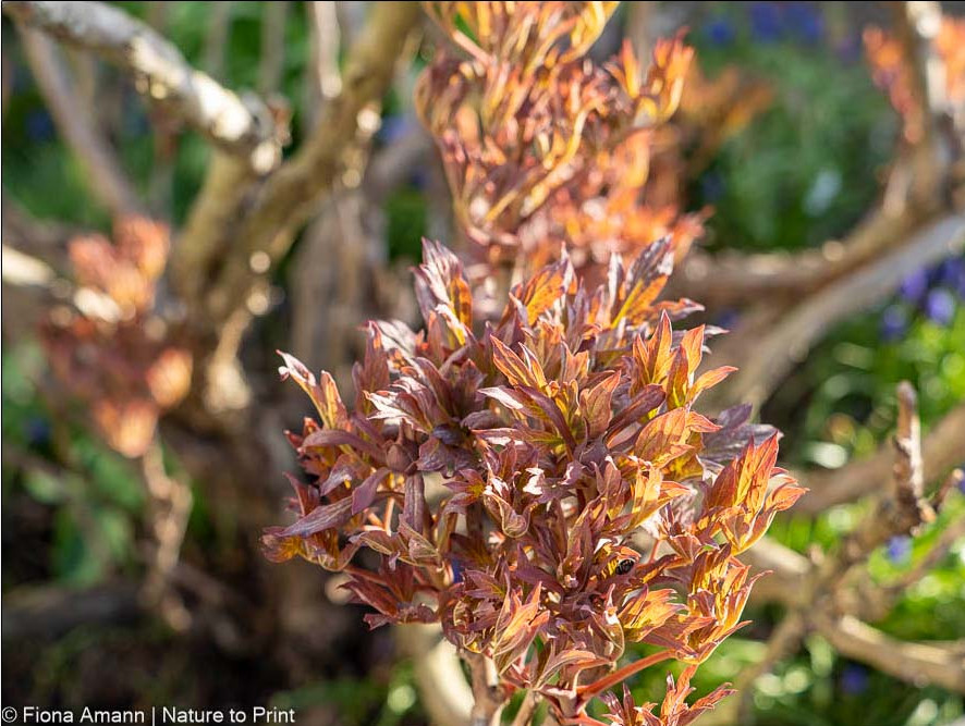 Roter Austrieb einer Strauchpfingstrose