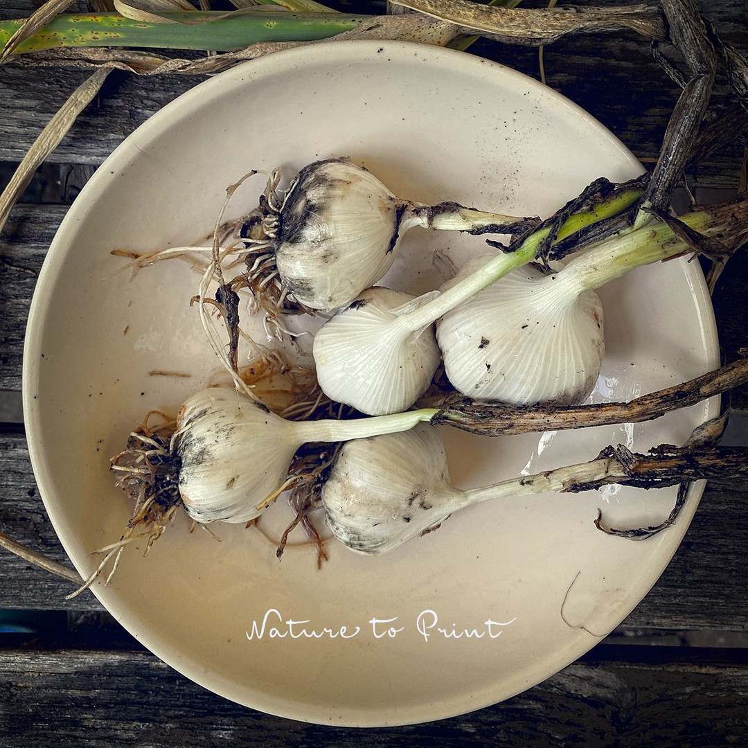 10 Gartenarbeiten im August. Was tun im Blumengarten?