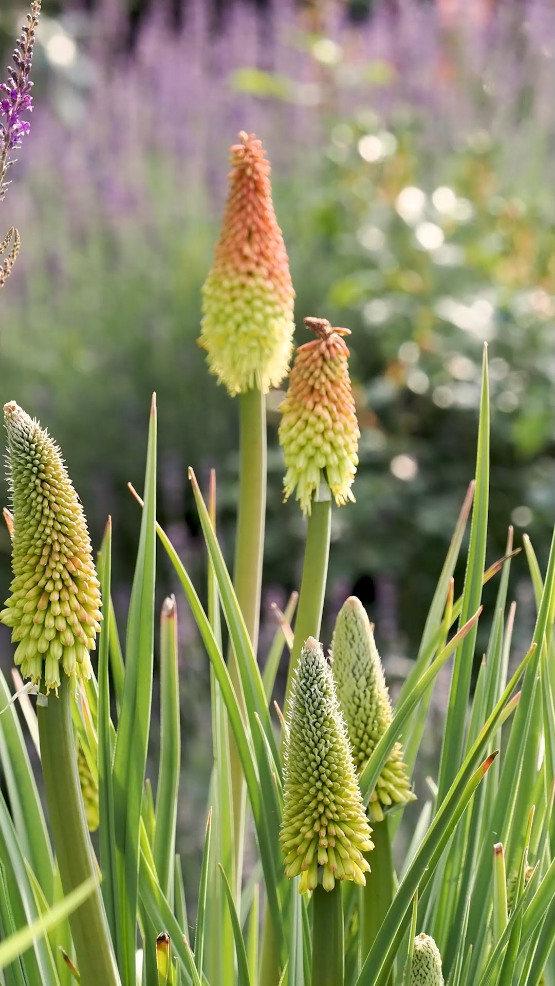Funkienzwiebeln XXL-Mischung 10 Stück - Farbenfrohe Hosta Sorten Winterhart