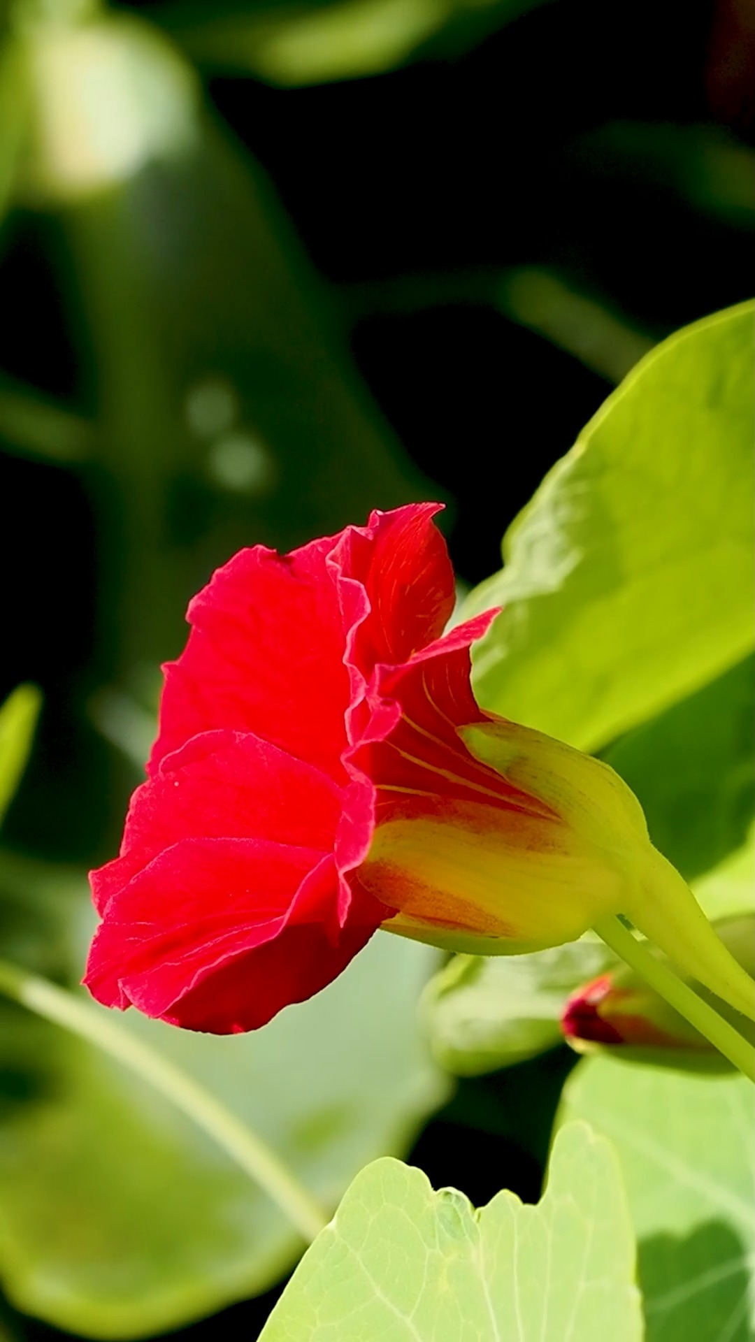 Warum Keine Blumen Im Krankenhaus Verboten schön: Schlafmohn im Garten | Lieblingspflanzen