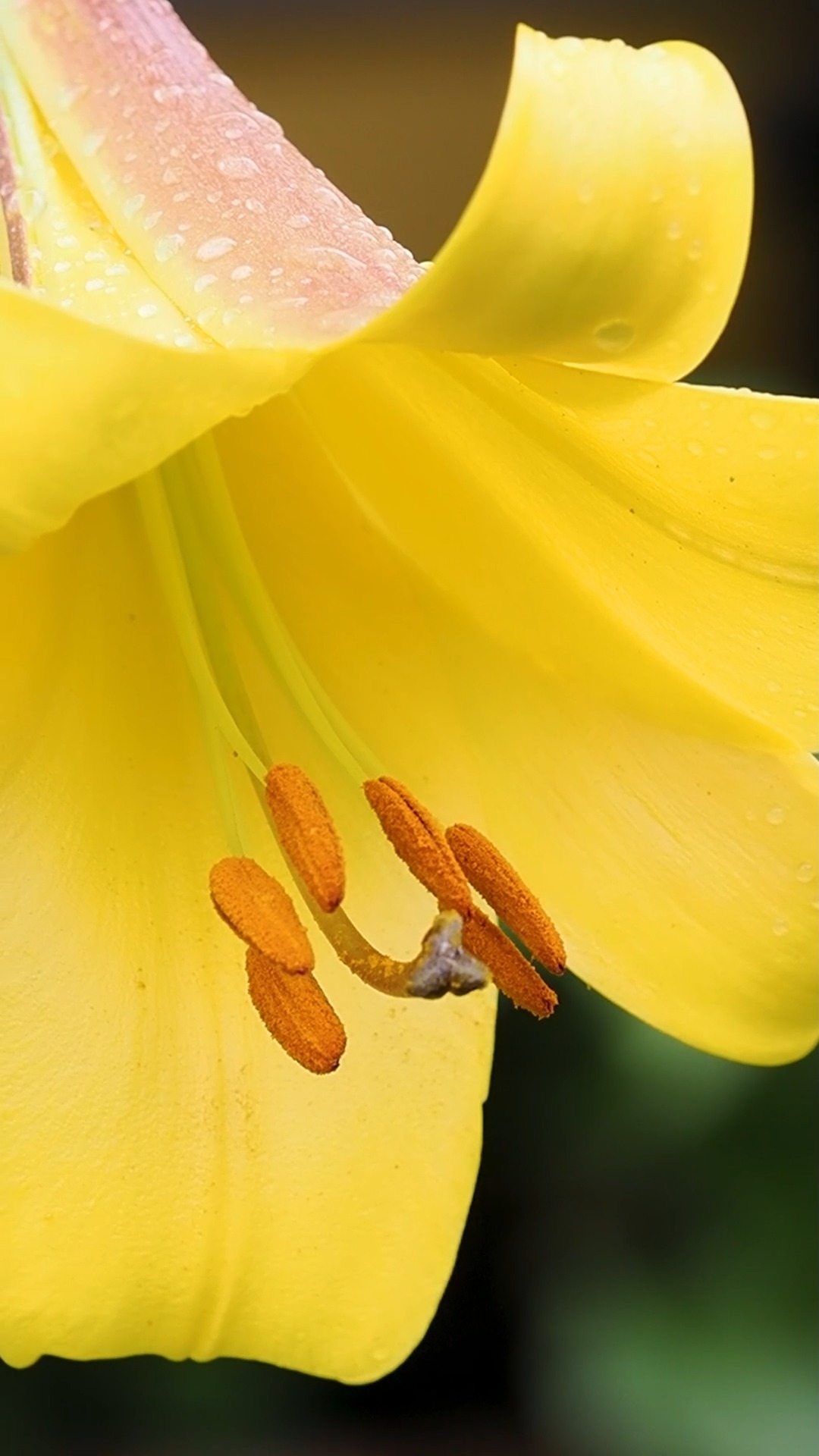 MRS Seeds Klatschmohn Samen - 100g Mit 900.000 Samen Für 2.500m² | Rote Mohnblumen Für Garten & Balkon | Bienenfreundliche Blumen