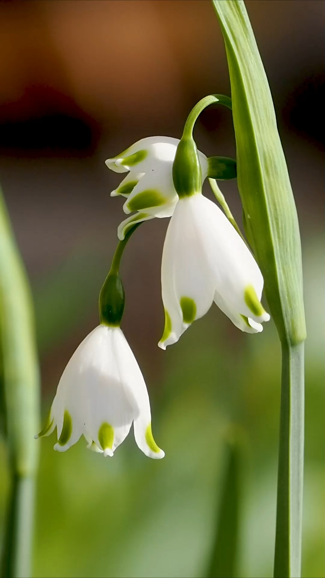 Sommerknotenblume, jetzt ist Pflanzzeit für den Bienenliebling
Die Sommerknotenblume, bot. Leucojum aestivum ist die große Schwester des Märzenbechers, bot. Leucojum vernum. Im Gegensatz zum Märzenbecher blüht die Sommerknotenblume jedoch nicht im März, sondern erst ab etwa April / Juni, ist viel größer und trägt nicht nur eine Blüte pro Blütenstiel, sondern bis zu 8 Blüten an einem Blütenstiel. Diese tragen meist einen grünen Punkt am Ende des Blütenblatts.
Sommerknotenblumen blühen erst ab April und halten durch bis Ende Juni. Dann sollte man Verblühtes bodennach abschneiden. Nur die Blätter bleiben stehen, bis sie ab August von alleine welken zurückziehen.
Die Zwiebelblumen sind sehr pflegeleicht, man sollte sie allerdings vor Schnecken und Wühlmäusen schützen.
Standort: Guter, nährstoffreicher, humoser Boden, der auch im Sommer nicht austrocknet. Gut gießen und danach wächst die Freude an den wachsenden Horsten von Jahr zu Jahr.
Im Blog: Sommerknotenblume, hübsch, heimisch, liebenswert. Mit Gartentipps, Video und vielen Pflanzpartnern
https://www.wo-blumenbilder-wachsen.de/sommerknotenblume-leucojum
Kurz: https://www.insbeet.de/Sommerknotenblume
#gartenwissen #pflanzenwissen #gartentipps #zwiebelblumen #zwiebelgewächs #frühlingsblume #blumen #frühling #spring #natur #frühjahr #weiß #garten #blumenliebe #lebenmitblumen #pflanzenliebe #pflanzenfreude #gärtnern #gartenvideo #gartengestaltung #omdsystemde #lebenmitblumen
