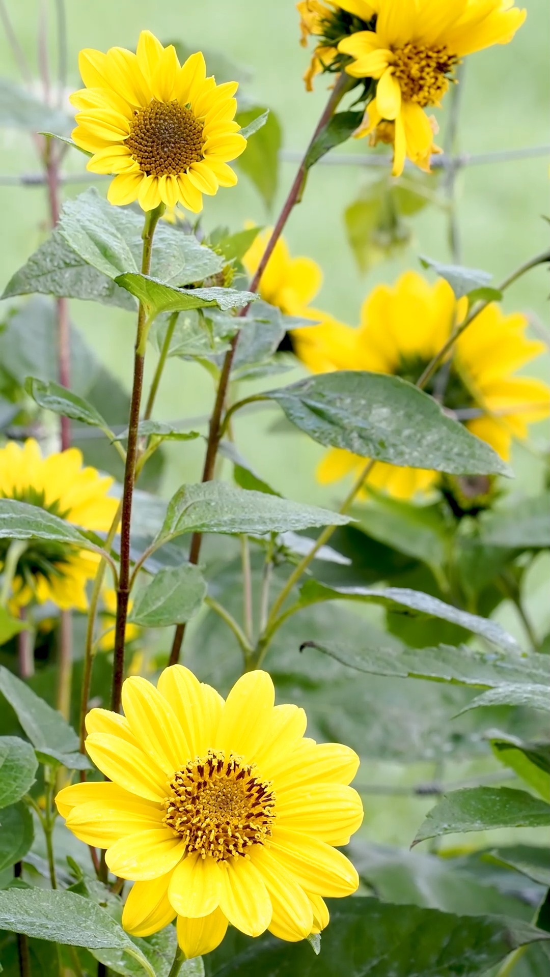 Staudensonnenblume Helianthus, gut für die Seele, Bienen & Vögel
Staudensonnenblumen sind Bienen- und Schmetterlingsmagnete und blühen, je nach Sorte, ab August wochenlang. Nur der erste Frost setzt der langen Blütezeit ein Ende. Und danach freuen sich Vögel noch lange über zurück gebliebene, reife Samenstände.
Standort:
Sonne bis Halbschatten
Guter nahrhafter Gartenboden, gerne auch Lehmboden
Pflege:
+ Düngen im März und Mitte Juni mit guten Staudendünger, Hornspänen oder Kompost.
+ Chelsea-Schnitt Mitte Mai
+ Gießen bei Trockenheit
+ Zeitnahes Ausputzen verlängert die Blütezeit
Vermehren:
+ Teilen des Wurzelstocks, am besten im Frühling
+ Die Stauden säen sich auch gerne selber aus.
Es gibt unterschiedliche Helianthus. Große, sehr große und eher klein bleibende Sorten. Dazu welche mit gefüllten und andere mit ungefüllten Blüten. Wer Bienen liebt, wählt besser ungefüllte Staudensonnenblumen.
Noch wichtiger ist, eine Sorte zu nehmen, die resistent gegen Mehltau ist.
Im Blog:
Wie man die Staudensonnenblume pflegt und düngt
Welche Pflanzpartner zu ihr passen
Wie Sie die Staude zuverlässig vermehren
Wann die beste Pflanzzeit für Staudensonnenblumen ist
Staudensonnenblumen, leuchtende Sterne im Spätsommergarten
https://www.wo-blumenbilder-wachsen.de/staudensonnenblumen-helianthus/
Kurz: http://www.insbeet.de/Staudensonnenblume
Weitere GARTENTIPPS: @MyNaturetoprint folgen und diesen Post speichern. Vielen Dank.
#sonnenblume #helianthus #sommerblumen #blumen #garten #gartengestaltung #pflanzen #gartenblog #bloom #lebenmitblumen #gartentipps #gartenwissen #pflanzenliebe #staudengarten #stauden #staudengarten #insektenweide #lebenmitblumen #gelb #bienenpflanze #insektenweide #omsystemde