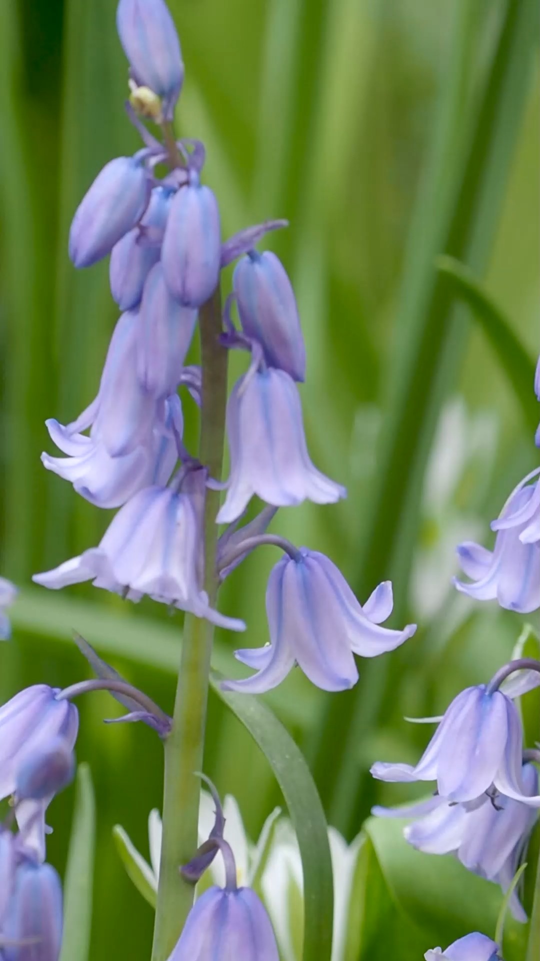 Hasenglöckchen. Keine Angst vor diesen entzückenden Invasoren 

Bluebells, Blauglöckchen, Hasenglöckchen oder auch Waldhyazinthen verwildern, wo es ihnen gefällt und bilden dichte Blütenteppiche. Was für ein Glück für jedes halbschattige Beet.

Anders als Traubenhyzinthen (Muscari armenicum) behält man diese hübschen Invasoren sehr gut im Griff. Sie verwildern nur dort, wo es halbschattig bis schattig ist und auch im Sommer so bleibt. Die Blätter ziehen sich nach der Blüte zurück und stören nicht unter spät austreibenden Stauden.

Es lohnt sich im Herbst ein paar Blumenzwiebeln zu setzen. Aber Vorsicht: Die Zwiebeln sind druckempfindlich, trocknen rasch aus und sollten daher sofort nach Erhalt gepflanzt werden.

Weitere Tipps, Pflanzpartner und Wissenswertes im Gartenblog:

Waldhyazinthen, wild und wunderbar
https://www.wo-blumenbilder-wachsen.de/waldhyazinthen-wild-wunderbar/

https://www.insbeet.de/Waldhyazinthen

#bluebells #visitengland #hasenglöckchen #waldhyazinthen #frühlingsblumen #schattengarten #blumenliebe #blumenmachenglücklich #natur #omsystemde #frühlingsboten #blumen #blumengarten #1000gutegruende #pflanzenliebe #blumenmeer #gartentipps #gartenwissen #pflanzenwissen #gartenblog #naturgarten #omsystemde #gartenideen #gärtnern #gartenblogger #gartensaison #bienenfreundlich #insektenfreundlich #garten
