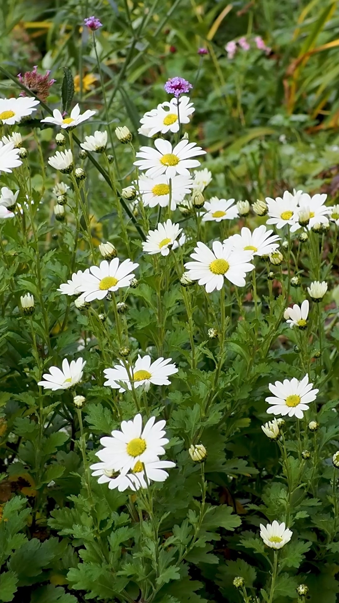 Geliebte Herbstmargerite

Wenn man denkt, bald blüht nichts mehr, kommt die schöne Herbstmargeriten daher. Die robuste Staude blüht im Oktober mit weißen, aber auch mit zartrosa oder gelben Er-liebt-mich-er-liebt-mich-nicht-Blüten. Es gibt höhere Sorten und niedrige, die sich gerne über Mauerkronen legen.

Herbstmargeriten, bot. Leucanthemella serotina sind absolut pflegleicht. Sie vertragen Sonne wie Halbschatten, normalen Gartenboden, Lehm, mageren Boden und sogar mit den Standort in Betonpflanzsteinen kommen sie zurecht.

Pflanzpartner: späte Astern, Chrysanthemen, Staudensonnenblumen, Dahlien, Rudbeckien, späte Storchschnäbel oder letzte Sommerblumen wie Duftsteinrich, Ringelblumen oder Kapuzinerkresse. Bienen und Schmetterlinge fliegen auf die späten Blüten.

Im Blog: Herbstmargeriten, fröhliche Blüten im Oktober

https://www.wo-blumenbilder-wachsen.de/herbstmargeriten-blueten-oktober/

Kurz: https://www.insbeet.de/herbstmargeriten

#herbstmargeriten #margeriten #stauden #staudengarten #herbst #garten #gartenwissen #gartentipps #lieblingspflanzen #pflanzenliebe #pflanzen #blumen #plants #lebenmitblumen #naturliebe #gartenliebe #meinschönergarten #blume #blumengarten #staudenbeet #gartengestaltung #pflanzenfreude #bienen #weiß #gartenblog #omsystemde