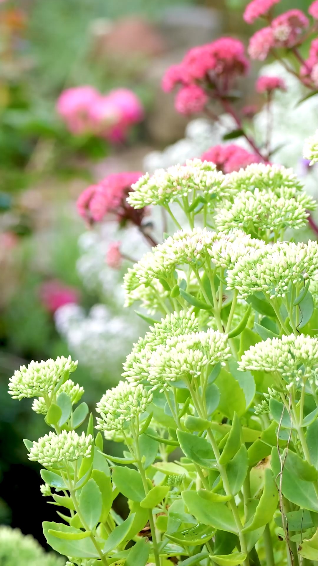 Hohe Fetthennen Bienen- und Zukunftspflanze

Hohe Fetthennen, bot. Sedum spectabile, sind im Spätherbst zwar verblüht, dürfen aber noch bis zum Frühjahr stehenbleiben. Erst wenn sich der neue Austrieb zeigt, schneide ich die alten Blütenstängel ab. Bis dahin sind sie Winterschutz für Insekten und damit auch eine Futterquelle für Vögel.

In meinem Garten wachsen unzälige Fetthennen, die ich alle von einer einzigen Pflanze durch Stecklinge gezogen habe. Die Stecklingsvermehrung im Frühsommer gelingt einfach und sicher. Wie genau, erkläre ich in Wort und Bild im Blog.

Rotlaubige Fetthennen sind etwas empfindlicher als Fetthennen mit hellgrünen Blättern. Meiner Erfahrung nach muss ihr Standort besonders sonnig und trocken sein. Sehr gut drainierten Boden brauchen alle Fetthennen.

Dies alles und noch mehr erfahren Sie im Gartenblog.
https://www.wo-blumenbilder-wachsen.de/hohe-fetthennen-spaete-blueten/

Kurz: https://www.insbeet.de/Hohe_Fetthennen

#sedum #succulentsofinstagram #crassula #fetthenne #staudengarten #bienen #bienenfreundlich #hummeln #stauden #naturgarten #pflanzenliebe #gärtnern #herbstgarten #herbst #pflanzen #plants #gartentipps #gartenwissen #gartenglück #lebenmitblumen #meingarten #blumengarten #blumenbeet #gartensaison #nachhaltigesgärtnern #garten #stecklinge #gartenideen #grünerdaumen #omsystemde