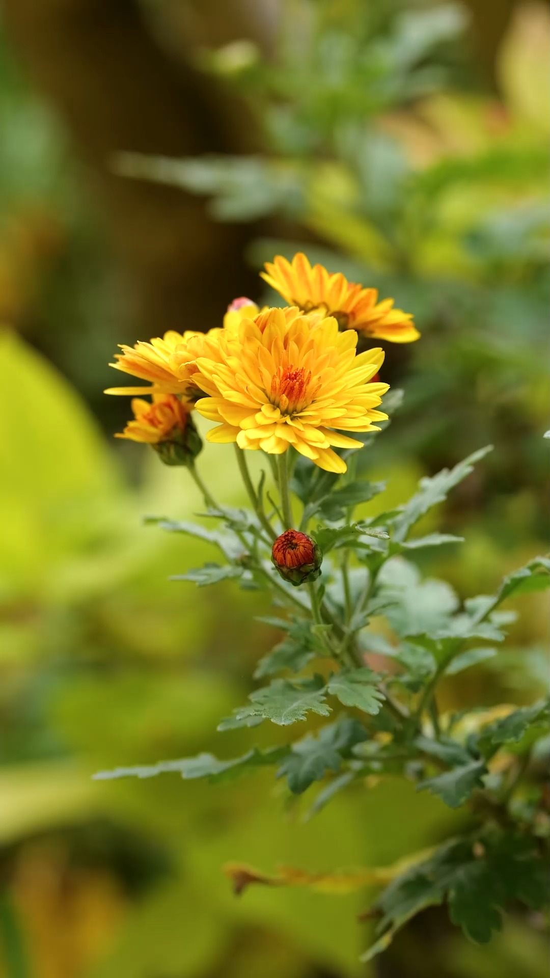 Blüten im November

Wer denkt, im November ist die Gartensaison vorbei muss umdenken. Im November zeigt ein Garten noch einmal, welche Kraft und Freude in ihm steckt, vorausgesetzt, die Gärtnerin hat alles richtig gemacht. Auch der Klimawandel spielt ihr im Spätherbst in die Karten. Wie das?

Blumen und Stauden blühen im November, wenn sie im Laufe des Sommers keine reifen Samen bilden konnten. Das passiert entweder weil das Wetter nicht mitspielte (zu nass, zu kalt, zu heiß) oder weil Verblühtes zeitnah abgeschnitten wurde. Kluge Gärtnerinnen schnippeln deswegen während des Sommers (fast) alle Samenstände, sobald die Blütenblätter abgefallen sind. Blumen haben so keine Chance Samen zu bilden. Das ist der ganze Trick. 

Beste Beispiele für lang andauernde Blütenpracht im November im Gartenblog

https://www.wo-blumenbilder-wachsen.de/blueten-im-november/

Kurz: https://www.insbeet.de/November

#Garten #Stauden #Blumen #November #Herbst #Natur