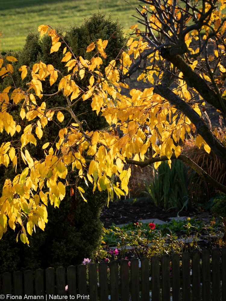 Der Blumengarten im November ist nicht trist, sondern kann bunt und abwechslungsreich sein - zumindest solange das Wetter mitspielt. Es gibt noch viel zu tun, um den Garten auf Winter & Frühling vorzubereiten:

+ Wurzelnackte Rosen pflanzen, versetzen & schützen
+ Stauden teilen & pflanzen
+ Astern schneiden
+ Jäten, aus guten Gründen
+ Saatgut ernten
+ Kübelpflanzen ins Winterquartier
+ Viele Blumenzwiebeln stecken
+ An Vögel und Igel denken
+ Garten winterfest machen!

Dies und vieles mehr steht jetzt an im Blumengarten und bei alledem: Nehmen Sie sich die Zeit für Chrysanthemen. Ihre Blütenpracht ist derzeit phänomenal. Wie ... noch keine Chrysanthemen im Garten? Gleich auf den Merkzettel setzen für nächstes Jahr. Gartenchrysanthemen werden im Frühling gepflanzt.

Im Blog: Der Blumengarten im November
https://www.wo-blumenbilder-wachsen.de/blumengarten-im-november/

Kurz: https://www.insbeet.de/Novembergarten

#november #garten #gartenwissen #gartenfragen #gartentipps #blumengarten #staudengarten #winterfest #herbst #blumen #chrysanthemen #pflanzen #plants #autumn #gartenzauber #naturgarten #gartenpflanzen #fall #gartengestaltung #meingarten #gartenarbeit #blumenbeet #pflanzenliebe #bienenfreundlich #kleingarten #gartensaison #gartenblogger #hortensien #gartenpflege #omsystemde