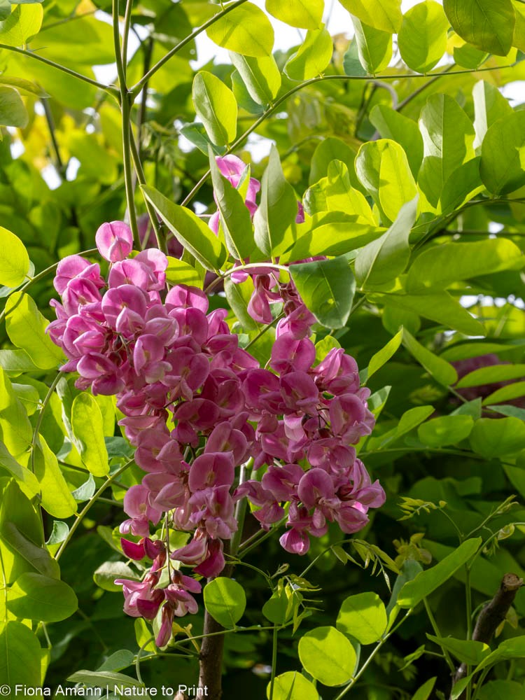 Jetzt einen Hausbaum pflanzen ...

... und sich im Sommer über Schatten freuen.

Zu den meist gelesenen Artikeln im Blog gehört: "23 kleine Bäume für den kleinen Gärten". Es ist ja auch schwierig, einen schönen und zugleich auch passenden Baum für den Garten auswählen - es gibt schließlich so viele schöne Bäume.

Es ist noch immer Pflanzzeit für Bäume.
Nur, welcher passt zum Standort?
Welche Bäume vertragen Hitze und Trockenheit und sind fit für den Klimawandel?
Wie viel Platz ist für den neuen Hausbaum überhaupt vorhanden?
Soll es ein Baum mit kleiner Krone sein, ein Kugelbaum oder ein schmaler Säulenbaum? Für diese Bäume reichen unten herum bereits 1,5 Meter völlig.

Merke: Kein Garten ist zu klein für einen Baum!

Jeder Baum ist gut und nützlich im Kampf gegen den Klimawandel und für den Schutz von Insekten und Vögeln.

Im Blog: 23 kleine Bäume für den kleinen Garten
https://www.wo-blumenbilder-wachsen.de/kleine-baeume-fuer-kleinen-garten/

Kurz: https://www.insbeet.de/Hausbaum 

#bäume #garten #gartenwissen #pflanzen #gartentipps #hausbaum #klimawandel #gartengestaltung #gartenblog #klimaschutz #baum #umwelt #gartenbäume #naturschutz #bienenweide #naturfotografie #klima #farben #meingarten #lebenmitblumen #baumliebe #zukunftsbaum #zukunftsplanze #natur #zukunft #omsystemde