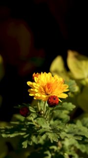 Chrysanthemen, späte Blüte, große Freude

Das Beste an Garten-Chrysanthemen ist: sie sind einfach und pflegeleicht und belohnen einen sonnigen Standort in guter Gartenerde, die gerne auch lehmig sein darf, mit wochenlanger Blütenpracht - im November!

Teilt man die Wurzelstöcke im Frühling bekommt man kostenlos viele weitere Chrysanthemen. Gleiches gilt für die Stecklingsvermehrung bis Mitte Juni. Wichtig ist der Chelsea-Schnitt im Mai. Er sorgt dafür, dass die Stauden kompakt bleiben und später nicht so leicht umfallen.

Bei größeren Chrysanthemen lohnt es sich aber auch, ein Gitter-Staudenhalter einzubauen. Es wächst in nullkommanix zu und dann sieht man im November zur Blüte tatsächlich nur noch einen einzigen prächtigen Blütenteppich.

Im Blog: Chrysanthemen machen den November zum Fest https://www.wo-blumenbilder-wachsen.de/chrysanthemen-blueten-im-november/

Kurz: https://www.insbeet.de/Chrysanthemen

#chrysanthemen #stauden #staudengarten #garten #november #video #ziergarten #blumengarten #gartengestaltung #pflanzentipps #herbstgarten #gartentipps #gartenwissen #grünerdaumen #gartenplanung #omsytemde #blumenmachenglücklich #blüten #blumen #gartenblogger #vorgarten #landhausgarten #gartenblog #gartenfragen #wirliebenpflanzen #lebenmitblumen #gartentipp