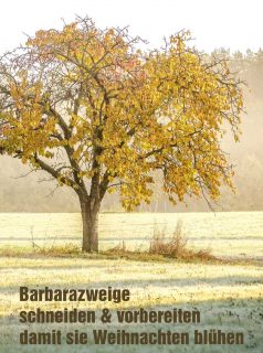 Am 4.12. ist Barbaratag

Wie Sie Barbarazweige richtig schneiden, wo Sie frische Kirschzweige gratis bekommen und vorbehandeln damit frische Kirschzweige pünktlich zum Fest blühen.

Im Blog: Barbarazweige für Fortgeschrittene. 
https://www.wo-blumenbilder-wachsen.de/barbarazweige-fuer-fortgeschrittene/

Kurz: https://www.insbeet.de/Barbarazweige

#barbarazweige #barbara #tradition #kirschbaum #kirschblüte #weihnachten #brauchtum #franken #baum #obstbaum #bavaria #visitfranconia #oberfranken #natur #weihnachtszeit #infranken #br_franken #drausseninbayern #heimatliebe #nuremberg #bayern1 #draußen #wirliebenbayern #welovebavaria #kirschgarten #visitbavaria #hanami #advent #dezember #froheweihnachten