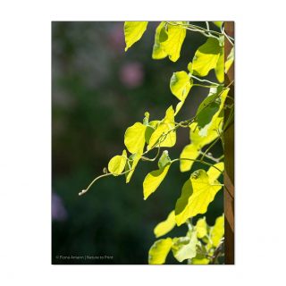 Winterharte Kletterpflanzen am Haus

Was tun, wenn direkt vor dem Haus kein Beet vorhanden ist, wohl aber der Wunsch, eine winterharte Kletterpflanze zu pflanzen?

Wer eine Hausfassade dauerhaft schön begrünen will oder eine Terrasse in eine Laube verwandeln will, sollte sich vorab intensiv mit den Standortansprüchen von Kletterpflanzen beschäftigen und mit den dazu passenden Rankhilfen. Auch die Bauart der Fassade spielt eine enorm wichtige Rolle. Doch worauf kommt es beim Pflanzen und Pflege von Kletterpflanzen am Haus wirklich an?

Im Blog: Fassaden dauerhaft schön begrünen - auch ohne Beet.
https://www.wo-blumenbilder-wachsen.de/winterharte-kletterpflanzen-am-haus/

Kurz: http://www.insbeet.de/Winterharte_Kletterpflanzen

#kletterpflanze #pflanzenliebe #fassadengrün #sichtschutz #pflanzen #gartentipps #gartenwissen #garten #lebenmitblumen #gartengestaltung #urbanjungle #pflanzenfreude #gardens #architektur #landhaus #landgarten #landleben #kletterhilfe #kletterpflanzen