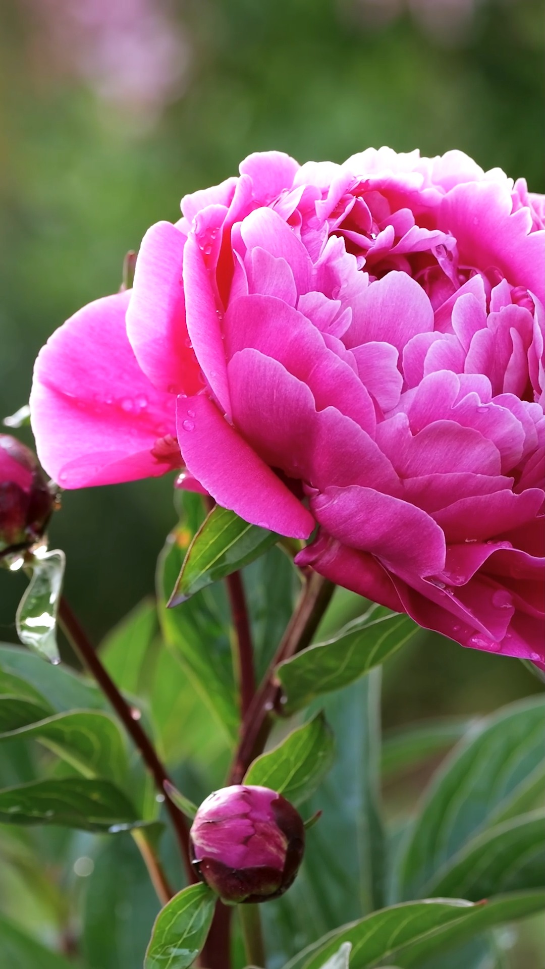 Zeit für (neue) Pfingstrosen

Wer Pfingstrosen liebt, pflanzt sie jetzt im Herbst. Ab November treten Pfingstrosen in den Wintermodus und welken. Die opulenten Zukunftspflanzen können gepflanzt werden, ohne dass sie es "merken". 

Pfingstrosen richtig pflanzen

Setzen Sie die dickfleischigen Wurzeln in eine tiefgründig vorbereitetes Pflanzstelle ohne Wurzelunkräuter wie Löwenzahn oder Hahnenfuß.

Die Wurzeln dürfen nur mit 2-3 cm Erde bedeckt sein. Der Gärtner sagt, sie müssen die Glocken läuten hören. Sitzen Pfingstrosen zu tief, blühen sie nicht!

Im Blog:

+ Der Unterschied zwischen Stauden- und Strauch-Pfingstrose
+ Der richtige Standort und wie man ihn vorbereitet
+ Päonien schneiden. Wann, welche und wie genau?
+ Pfingstrosen für die Vase schneiden
+ Ameisen an Pfingstrosenknospen: warum bekämpfen nicht nötig ist
+ Warum sind Päonien Zukunftspflanzen?

Zukunftspflanze Pfingstrose pflanzen, teilen, pflegen
https://www.wo-blumenbilder-wachsen.de/pfingstrosen-paeonien/

Kurz: https://www.insbeet.de/Paeonien

#pfingstrosen #peony #pfingstrose #pfingstrosenliebe #paeonia #garten #gartengestaltung #gartenblog #pflanzen #stauden #pflanzenwelt #pflanzenfotografie #pflanzenfreunde #blumen #flowersofinstagram #lebenmitblumen #gartenwissen #gartentipps #OMSystemDE #instaflowers #gartencoach #gartenhilfe