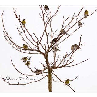 Der vogelfreundliche Garten ... easy to do

Wer vogelfreundlich hört, denkt derzeit vielleicht nur Meisenknödel. Zu kurz gedacht! Der vogelfreundliche Garten kann und sollte weitaus mehr bieten als Futtersilo und Meisenknödel.

Jetzt ist ein guter Zeitpunkt, diesen 11-Punkte-Plan Stück für Stück umzusetzen. Angefangen beim Pflanzen natürlicher Nahrungsquellen für Vögel über Sicht- & Singwarten bis hin zu guten Nist-, Brut- und Schlafplätzen.

Was Vögel wirklich zum Leben brauchen und wie Vögel den Garten bereichern.

11 Praxistipps für gärtnernde Vogelfreunde.
https://www.wo-blumenbilder-wachsen.de/vogelfreundliche-garten-11-tipps/

Kurz https://www.insbeet.de/vogelfreundlich

#garten #vögel #gartenvögel #naturnah #gartenliebe #meise #amsel #vogelbeobachtung #vogel #gartengestaltung #gartenarbeit #naturgarten #gartentipps #gärtnern #gartentipp #gartenwissen #gartenglück #ziergarten #gartenfragen #meingarten #kleingarten #insekten #pflanzen #insektenfreundlich #artenvielfalt #bienenweide