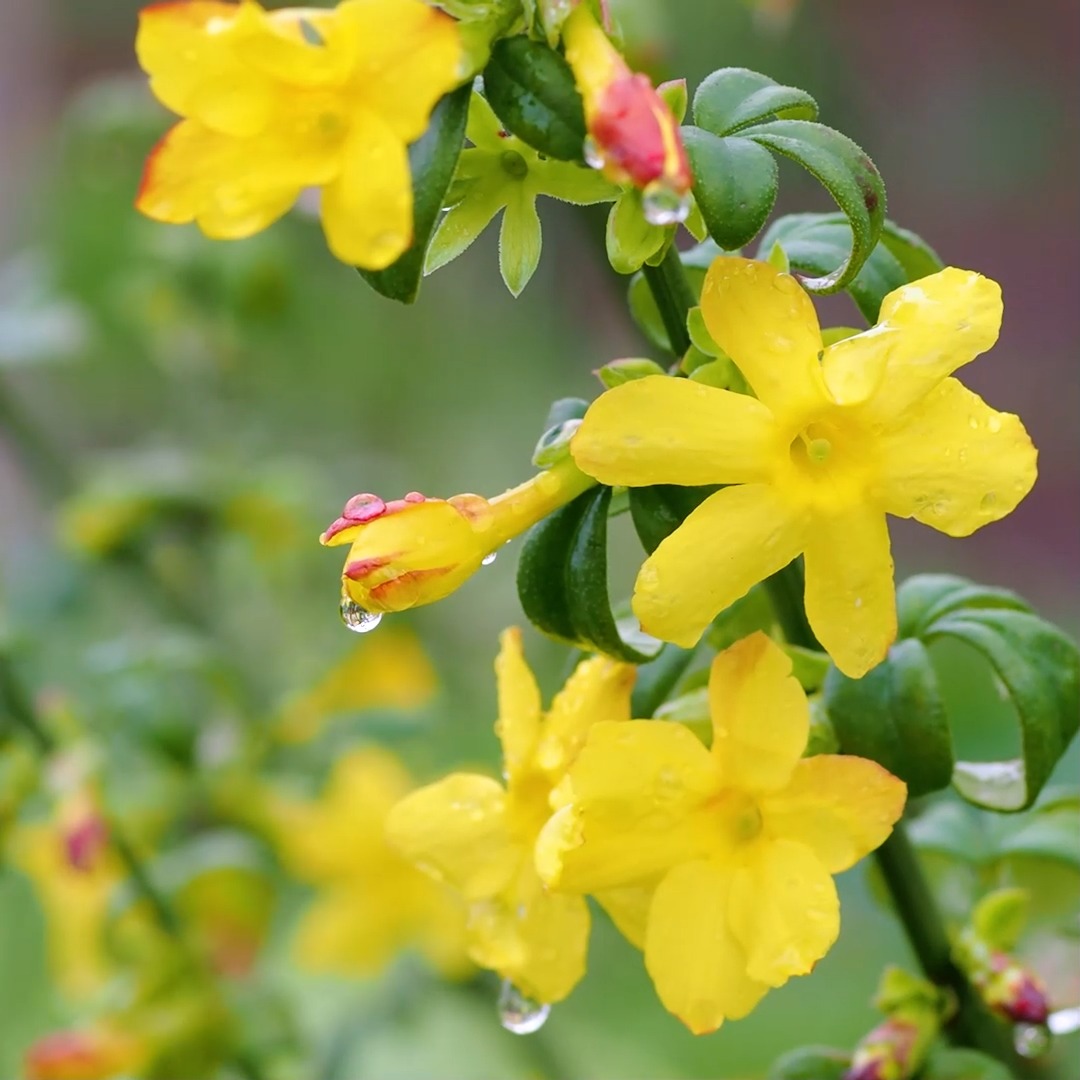 Jasmin, Echter Winterjasmin

Jasmin heißen viele Sträucher, doch nur Jasminum nudiflorum ist der Echte Winterjasmin. Das Halbgehölz ist ein wundervoller Winterblüher, der ab November bis in den März hinein blüht.

Seine gelben Blüten sind zwar klein, erscheinen jedoch zahlreich an den kantigen, dunkelgrünen Trieben.

Der pflegeleichte Strauch ist im Garten vielseitig verwendbar: als Sichtschutz, Bodendecker oder Hängepflanze. In großen Exemplaren nisten Vögel oder verstecken sich darin. Am Hang schützt er mit seinen langen Wurzeln vor Erosion.

Das Beste an Winterjasmin ist für mich, dass er Winterblues vertreiben kann. Ein Blick auf die hübschen gelben Blüten lässt ödes Wintergrau im Kopf verschwinden und schürt Hoffnung auf den Frühling.

Im Gartenblog: Echter Winterjasmin. Besonderheiten, Standort und einfach vermehren
https://www.wo-blumenbilder-wachsen.de/immergruener-winterjasmin/

Kurz: http://www.insbeet.de/Jasmin 

#winter #jasmin #gartenwissen #gartentipps #gartenfragen #winterblüte #shrubs #naturgarten #gartentipp #gärtnern #gartengestaltung #bienen #gartenplanung #gartenglück #gartenliebe #gartenzeit #herbstgarten #pflanzenfreunde #gartenfreunde #gartenimpressionen #bienenfreundlich #blüten #gartenjahr #nachhaltiggärtnern #grünerdaumen #sichtschutz #gelb #gartenblogger #garten #wirliebenpflanzen