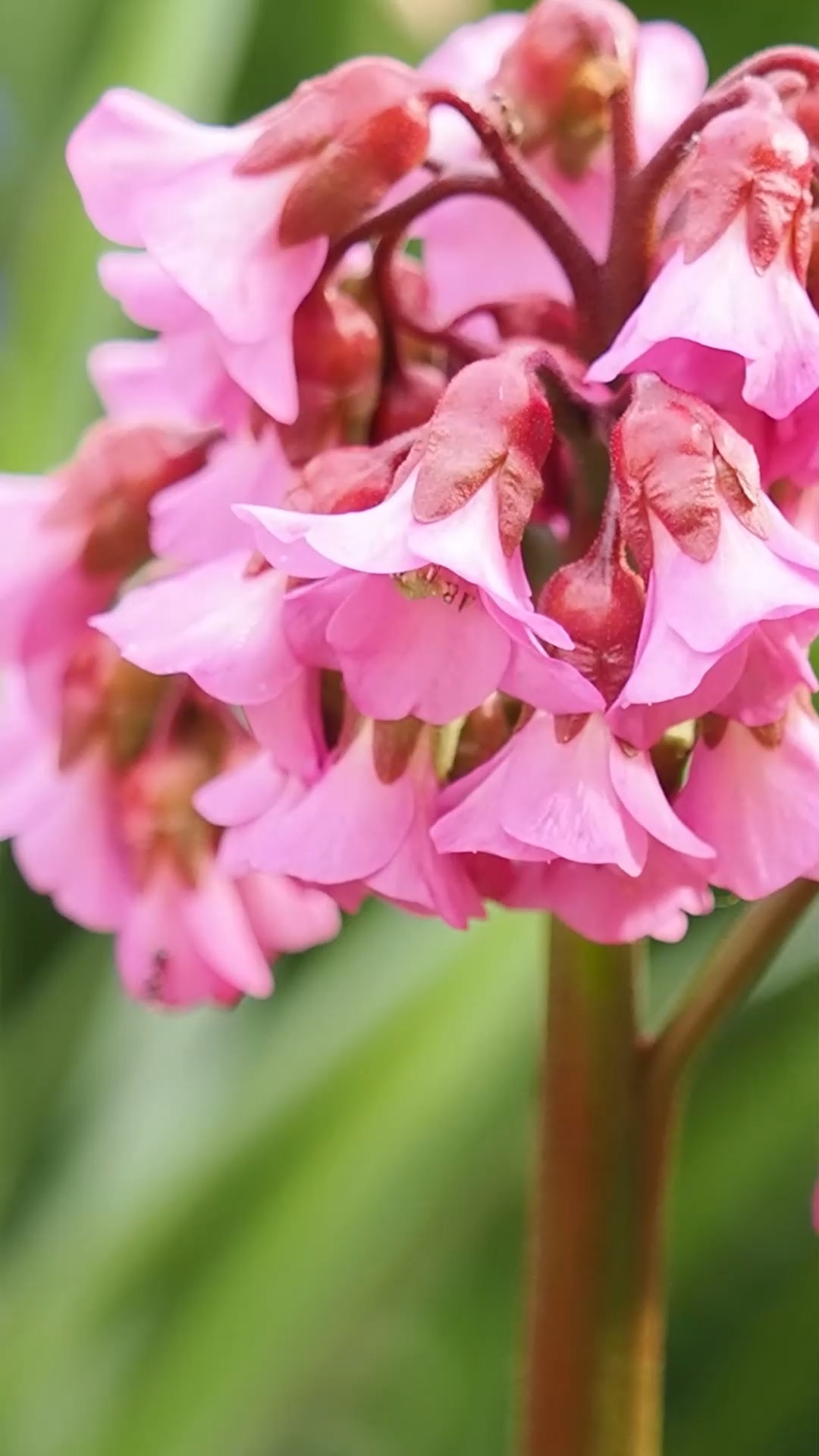 Bergenie, immergrüner Bodendecker und Blattschmuckpflanze

Die Bergenie ist eine Staude mit großen dickfleischigen Blätter. Sie ist robust, verträgt Trockenheit und macht auch im Winter viel her.

Warum gehören Bergenien in jeden Garten?

Im Frühling leuchten ihre rosa, violetten oder weißen Glockenblüten weithin sichtbar auf hohen Stielen. Den Rest des Jahres erfüllen Bergenien ihre Aufgabe als Blattschmuckpflanze und Bodendecker. Bergenien sind immergrüne Stauden. Im Herbst färben sich ihre großen runden Blätter Rot, Kupfer oder Violett.

Standort:

Halbschatten, Schatten, aber auch sonnige Standorte sind möglich. Schwierige Plätze am Gehölzrand sowie entlang von Gartenwegen.

Die Pflege ist denkbar einfach

+ Düngen mit Bio-Staudendünger bei Austrieb im März und ein zweites Mal Mitte Juni.
+ Bodentiefer Rückschnitt optisch unschöner Blätter im zeitigen Frühling

Krankheiten und Schädlinge:

+ Bergenien sind sehr gesund und resistent gegenüber Pilzkrankheiten.

+ Schnecken lassen Bergenien komplett links liegen.

+ Einzige Fressfeinde sind Dickmaulrüssler, erkennbar am typischen Buchtenschnitt. Dickmaulrüsslier bekämpfen Sie sicher und einfach durch Nematoden.

Im Blog: Bergenien pflegen und vermehren
https://www.wo-blumenbilder-wachsen.de/bergenie-pflegen-vermehren/

Kurz: https://www.insbeet.de/Bergenie

#stauden #gartentipps #gartenwissen #staudengarten #blattschmuckpflanze #bergenie #naturgarten #gärtnern #ziergarten #pflanzenfreunde #gärtnernmachtglücklich #grünerdaumen #gartenideen #kleingarten #gartenfreunde #bienengarten #blüten #bienenfreundlich #pflanzentipps #gartengestaltung #blumengarten #blütenpracht #gartenfragen #gartenblogger #landgarten #landhausgarten #pflanzenideen #bauerngarten #pflanzenpflege #gartenliebe
