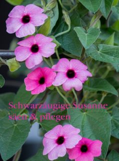 Schwarzäugige Susanne säen und pflegen

Im Januar beginnt bereits die neue Aussaat-Saison. Ganz vorne mit dabei ist die Schwarzäugige Susanne, Thunbergia Alata. Die beliebte Kletterpflanze braucht gut und gerne 4 Monate von der Aussaat bis zur Blüte und wird daher schon ab Mitte Januar gesät.

Thunbergia blüht cremeweiß, gelb, orange und in verschiedenen Pastelltönen dazwischen. Außerdem gibt es eine Super-Susanne mit rosa Blüten. Leider lässt sich diese Variante (scheinbar) nur durch Stecklinge vermehren. Fertige Pflanzen gibt es ab Mai im Handel. Sie zu kaufen lohnt sich m. E. allemal.

Schwarzäugige Susanne säen, pflegen und überwintern
https://www.wo-blumenbilder-wachsen.de/schwarzaeugige-susanne-aussaat/

Kurz: https://www.insbeet.de/Susanne

#Aussaat #Sommerblumen #Balkonblumen #Topfpflanze #säen #pflanzenliebe #Blumen #Kletterpflanzen #gartenwissen #lebenmitblumen #sichtschutz #gartenwissen #gartentipps #thunbergia #sommerblumen
