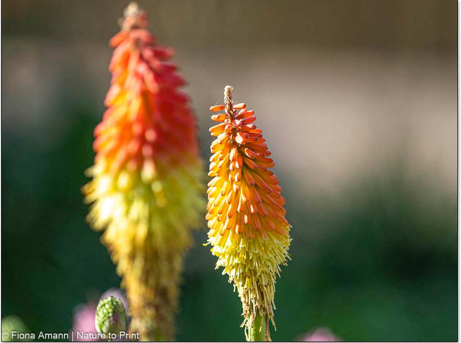 Fackellilien werden durch Teilung recht einfach vermehrt, schöne Stauden hat man schließlich nie genug. Fackellilien einfach vermehren, denn schöne Stauden hat man nie genug.