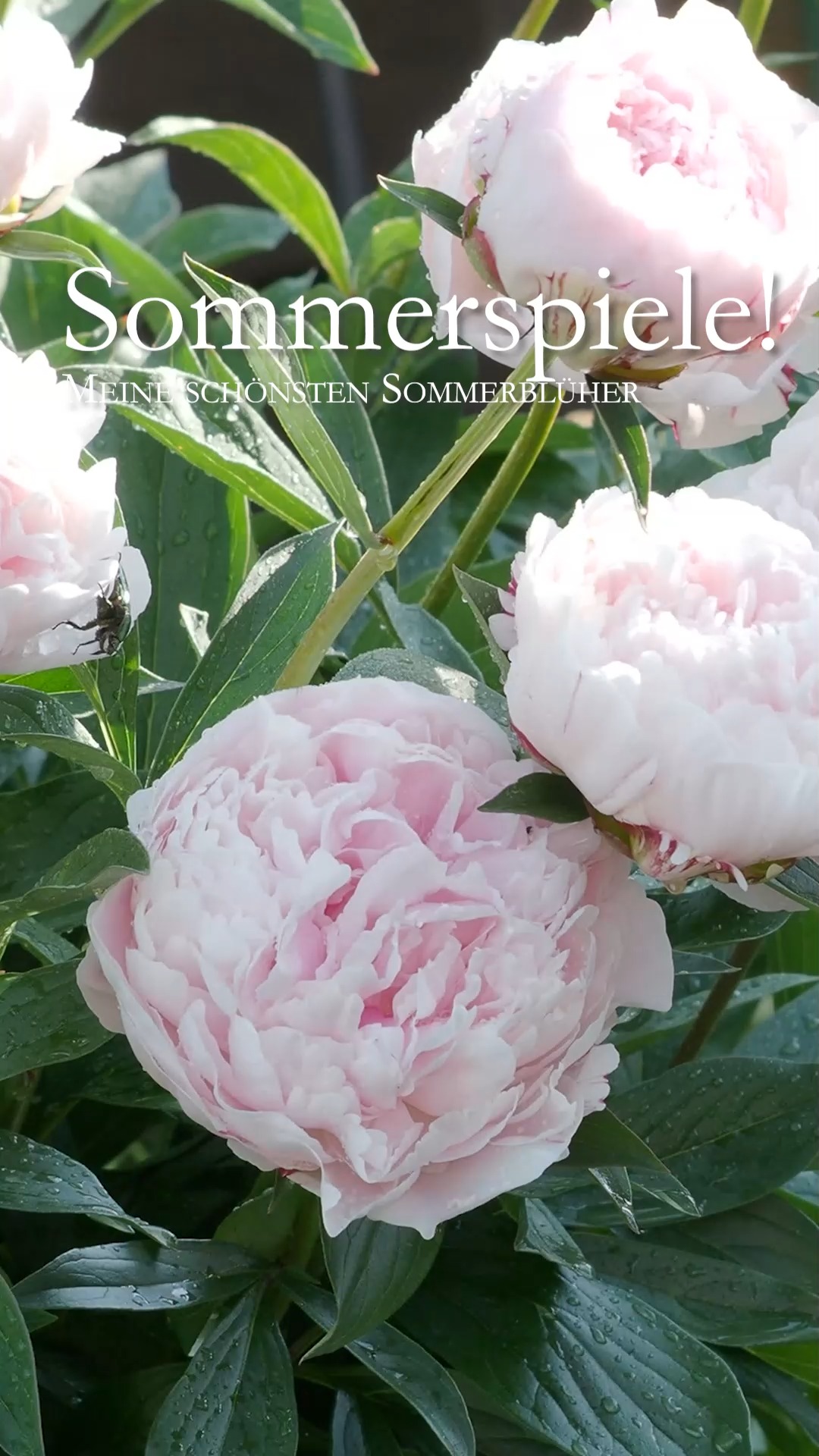 Sommerblüher: Volle Kraft voraus

Während andere derzeit Urlaubsreisen buchen, freue ich mich auf die bunte Vielfalt der Sommerblüher. Kaum ist der Schnee geschmolzen überraschen manche schon mit zartem Grün und zeigen, sie haben Frost gut überstanden überstanden.

Rund um Pfingsten beginnt der Flor der Sommerblüher. Angefangen von opulenten Pfingstrosen über entzückende Bluebells, Diptam, Mohn in allen Variationen bis hin zu Lilien und Wicken.

Kommen Sie mit auf Entdeckungsreise zu 35 Sommerblühern. Vorgestellt in Wort, Bild und Video.

https://www.wo-blumenbilder-wachsen.de/35-sommerblueher/

Kurz: https://www.insbeet.de/Sommerblueher

#sommer #blumen #garten #blütenpracht #blumenbeet #pflanzenliebe #gärtnern #gärtnernmachtglücklich #stauden #staudengarten #sommerblüher #omsystemde