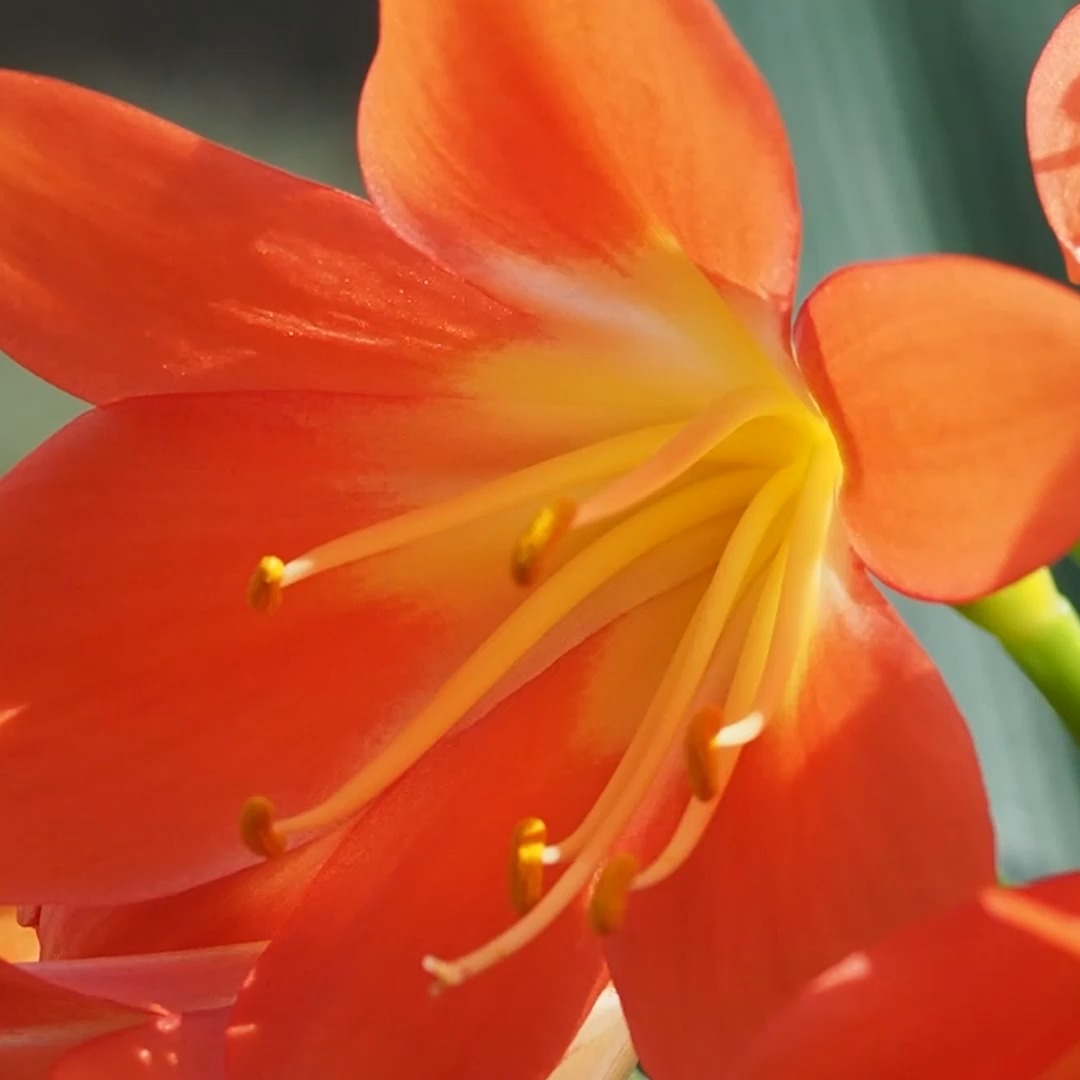 Wie Clivien jedes Jahr zum Blühen kommen

Die Clivie, Omas nostalgische Schlafzimmerpflanze, feiert ein erstaunliches Come Back - aus guten Gründen. Ihre Blüten sind phänomenal, groß, prächtig und meistens in leuchtend Orange. Es gibt aber auch gelbe und cremeweiße Sorten, wenn auch nur selten im Handel.

Je älter die Klivie, desto mehr Blütenstiele erscheinen und desto üppiger blüht sie. Klivien erleben gerade ein Comeback im Urban Jungle. Die Sache hat nur einen kleinen Haken: Viele wissen nicht, wie man die Klivie/Clivia jedes Jahr aufs Neue zum Blühen bringt. Dabei ist das kein Hexenwerk, sondern folgt nach einem einfachen Plan, bzw. Standortwechsel je nach Jahreszeit.

Meine Clivia wandert seit gut und gerne 12 Jahren zwischen Büro, Nordterrasse und Keller. Sommerfrische und Winterpause sind enorm wichtig zur Blütenbildung.

Im Blog: Clivien richtig pflegen. Darauf kommt es an.

https://www.blumenbilder.org/clivia-clivie-pflegen-blueten-jedes-jahr/

Kurz: https://www.insbeet.de/Clivie

#clivie #clivia #klivie #zimmerpflanzen #topfpflanzen #urbanjungle #urbanjunglebloggers #plantsinfocus #plantstagram #greenyourfeed #indoorjungle #plantsofinstagram #lebenmitblumen #plants #livingwithplants #greeninterior #iloveplants #plantlove #pflanzenliebe #jungalow #pflanzenfreude #houseplants #urbanbotanic #planstagram #plantscout #plantlover #weloveplants #plantaddict #instaplant #greenliving