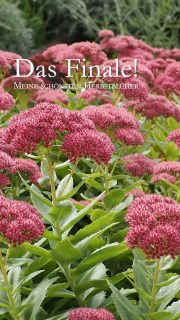 Herbstblüher. Feuriges Finale im Blumengarten

Das Blumenjahr steuert Ende August, Anfang September seinem feurigen Finale entgegen. Satte Farben Sonnengelb, feuriges Orange, Knallrot und kräftiges Pink dominieren. Dazwischen locken weiße Herbstmargeriten. Dahlien, die Königinnen des Herbstes zeigen was sie können. Mit dabei im goldenen Herbst sind:

+ Fetthenne, Sedum
+ Astern, Sternblumen
+ Bartblumen, Caryopteris
+ Dahlien, Dahlia
+ Mönchspfeffer, Vitex agnus-castus
+ Patagonisches Eisenkraut, Verbena bonariensis
+ Echter Sonnenhut, Rudbeckia
+ Sonnenauge, Heliopsis
+ Staudensonnenblume, Helianthus
+ Herbstmargeriten, Leucanthemella serotina
+ Echter Jasmin, Jasminum officinale
+ Chrysanthemen, Chrysanthemum

Im Blog: 14 beste Herbstblüher
https://www.wo-blumenbilder-wachsen.de/14-beste-herbstblueher/

Kurz: https://www.insbeet.de/Herbstblueher

#Stauden #Blumen #Pflanzen #Finale #Herbst #Blumengarten #omsystemde #Pflanzenliebe #garten #nature_lovers #blüten #herbst #herbstblumen #staudengarten