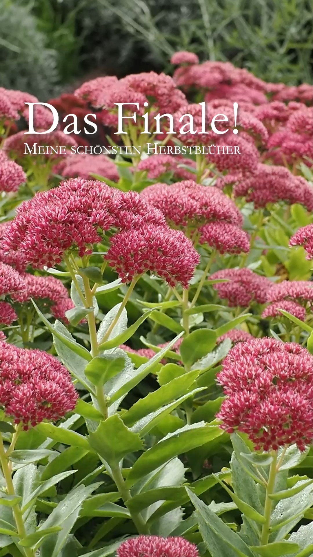 Herbstblüher. Feuriges Finale im Blumengarten

Das Blumenjahr steuert Ende August, Anfang September seinem feurigen Finale entgegen. Satte Farben Sonnengelb, feuriges Orange, Knallrot und kräftiges Pink dominieren. Dazwischen locken weiße Herbstmargeriten. Dahlien, die Königinnen des Herbstes zeigen was sie können. Mit dabei im goldenen Herbst sind:

+ Fetthenne, Sedum
+ Astern, Sternblumen
+ Bartblumen, Caryopteris
+ Dahlien, Dahlia
+ Mönchspfeffer, Vitex agnus-castus
+ Patagonisches Eisenkraut, Verbena bonariensis
+ Echter Sonnenhut, Rudbeckia
+ Sonnenauge, Heliopsis
+ Staudensonnenblume, Helianthus
+ Herbstmargeriten, Leucanthemella serotina
+ Echter Jasmin, Jasminum officinale
+ Chrysanthemen, Chrysanthemum

Im Blog: 14 beste Herbstblüher
https://www.wo-blumenbilder-wachsen.de/14-beste-herbstblueher/

Kurz: https://www.insbeet.de/Herbstblueher

#Stauden #Blumen #Pflanzen #Finale #Herbst #Blumengarten #omsystemde #Pflanzenliebe #garten #nature_lovers #blüten #herbst #herbstblumen #staudengarten
