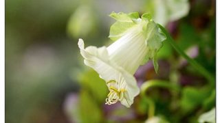 Erste Sommerblumen säen im Januar

Manche Sommerblumen brauchen extrem viel Zeit und werden deswegen schon im Januar gesät

+ Schwarzäugige Susanne
+ Löwenmäulchen
+ Kletterndes Löwenmäulchen, Asarina

ab Februar

+ Glockenrebe, Kletterpflanze Cobaea

dazu

+ Knollenbegonie

Was gibt's noch zu tun außer abzuwarten und die Ruhe genießen?

+ Pflanzen im Winterquartier kontrollieren
+ Einkaufslisten schreiben
+ Saatgut bestellen
+ Stauden & Lilien (vor)bestellen

Im Blog: Sommerblumen säen im Januar

https://www.blumenbilder.org/sommerblumen-saen-im-januar/

#säen #aussaat #blumen #blumengarten #garten #vorfreude #pflanzenliebe