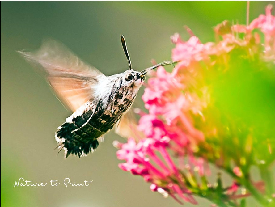 Taubenschwänzchen nascht an einer Spornblume Taubenschwänzchen nascht an einer Spornblume