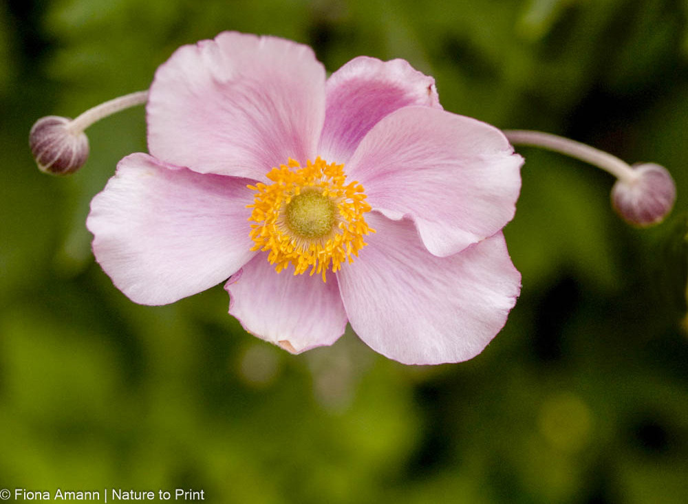 Blüte und zwei Knospen einer rosa Herbstanemone