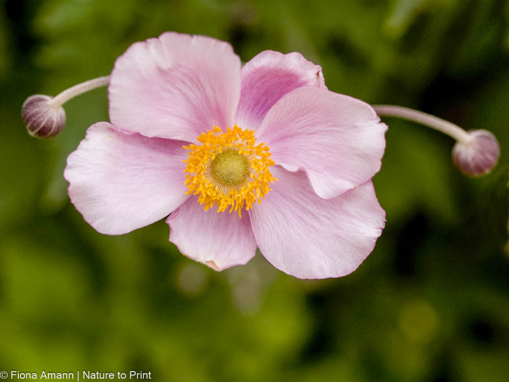 Blüte und zwei Knospen einer rosa Herbstanemone