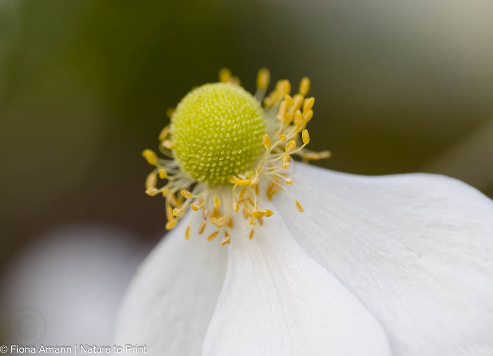 Weiße Japanische Herbst-Anemone voll erblüht