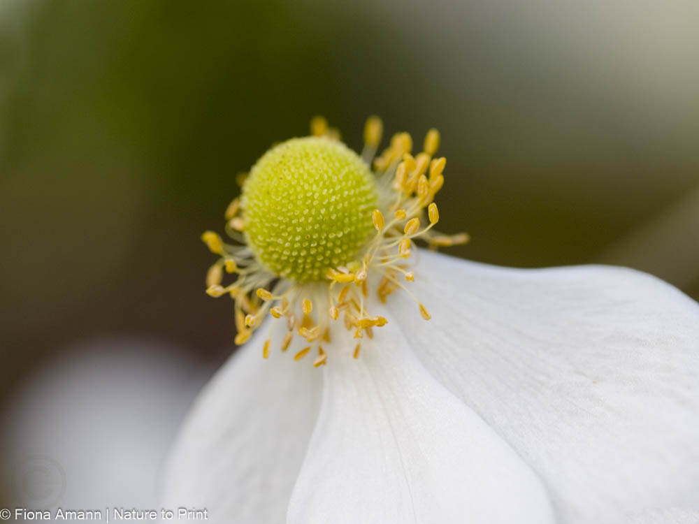 Weiße Japanische Herbst-Anemone voll erblüht