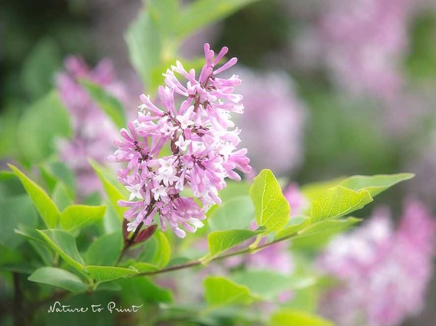 Zwergflieder, zierliche Blüte mit großen Duft. Blumenbild auf Leinwand oder Kunstdruck. Kanadischer Zwergflieder 'Miss Kim'