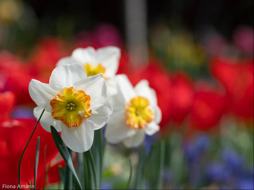 Narzisse A Million Kisses, weiße Blüte mit zweifarbiger kurzer Trompete