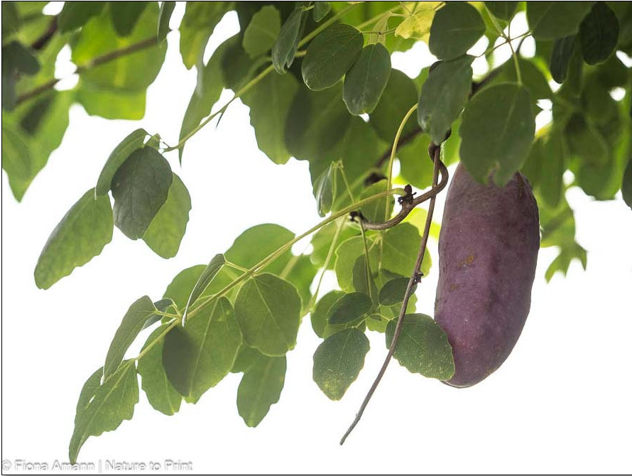 Akebie, Schokoladenwein, Winterharte Kletterpflanze, die Früchte trägt