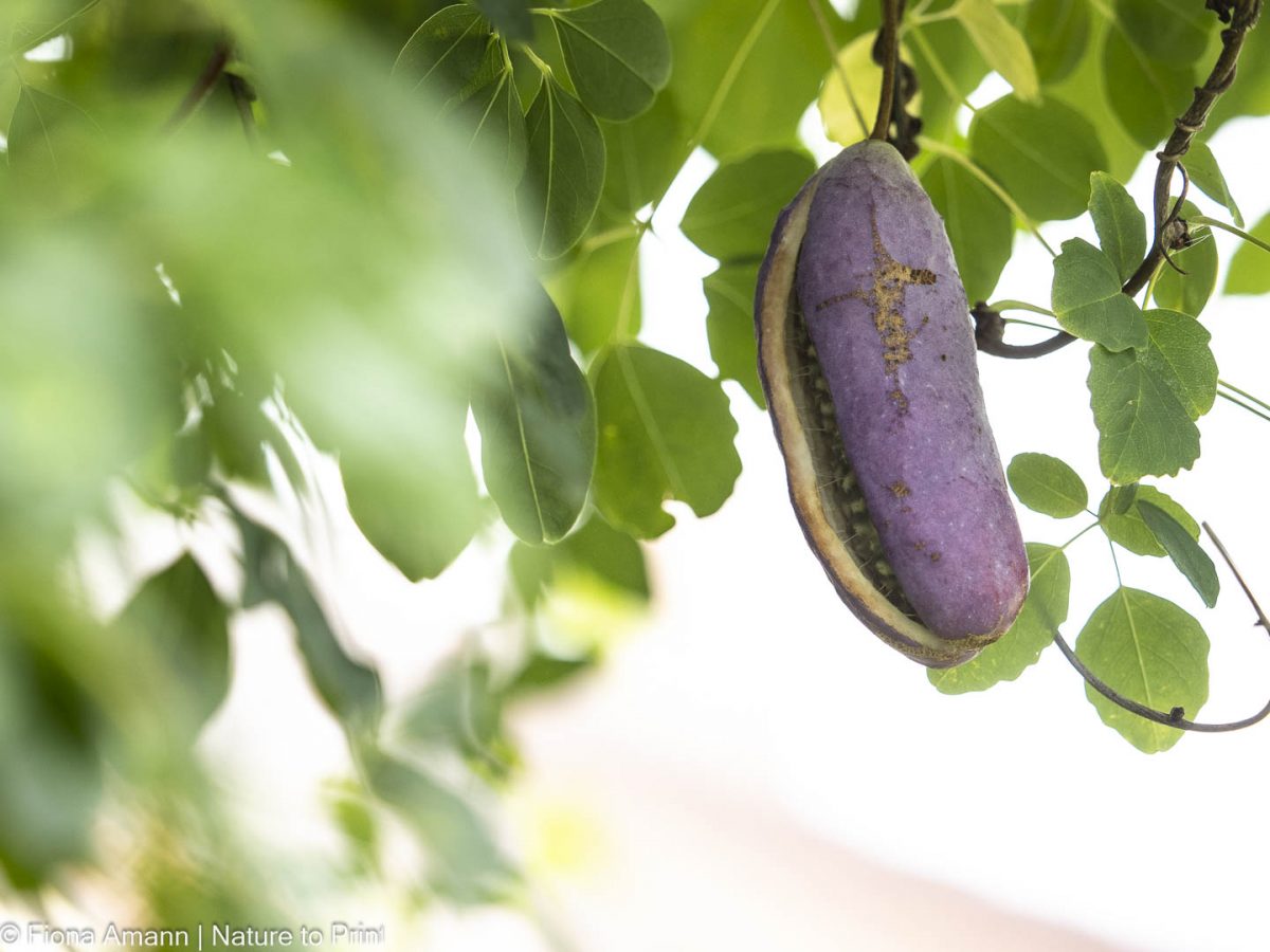 Frucht der Akebie, Klettergurke. Die Früchte platzen früh auf und hängen sehr versteckt zwischen dem dichten Laub. Frucht der Akebie, Klettergurke, im Oktober