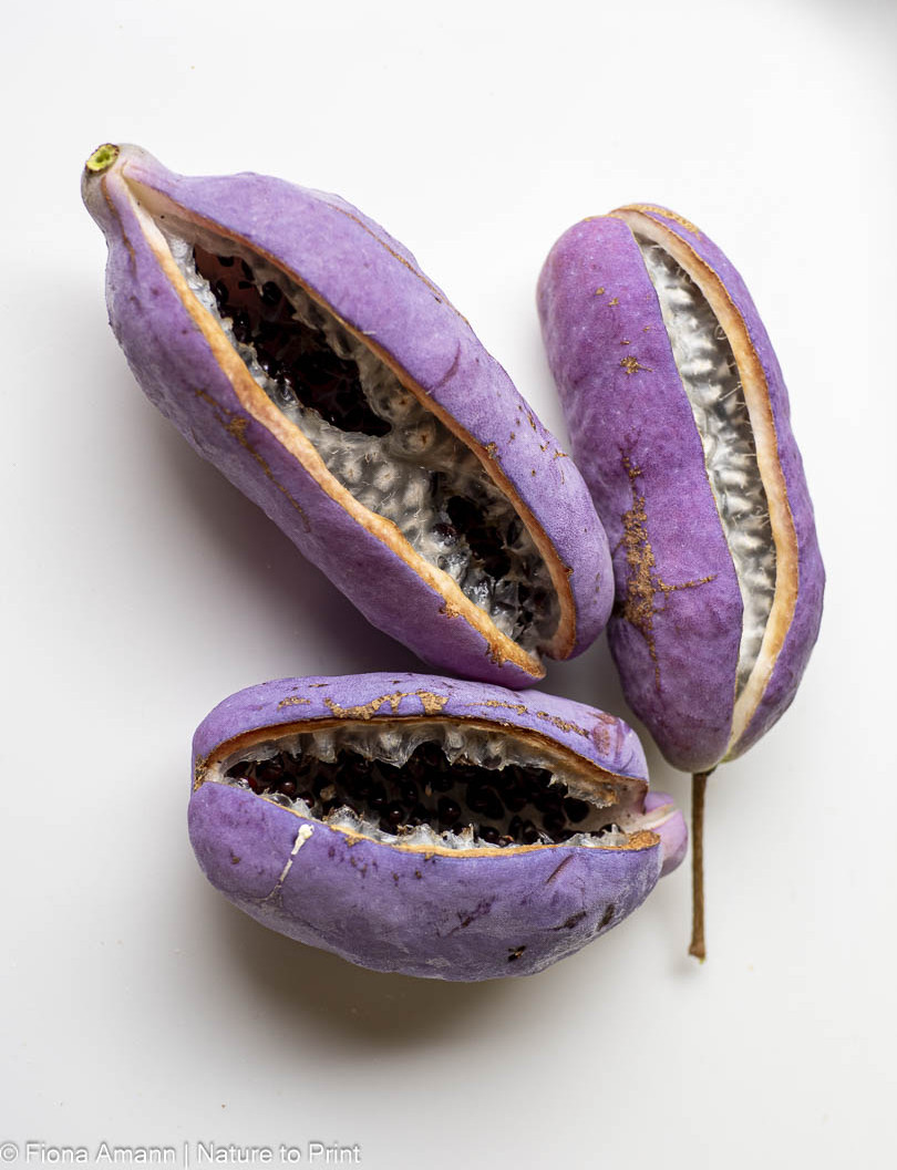 Früchte der Akebie, Klettergurke, im Oktober