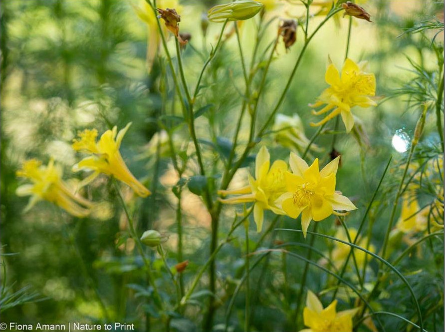 Gelbe Akelei Maxi Star blüht jedes Jahr üppiger Gelbe Akelei Maxi Star blüht jedes Jahr üppiger