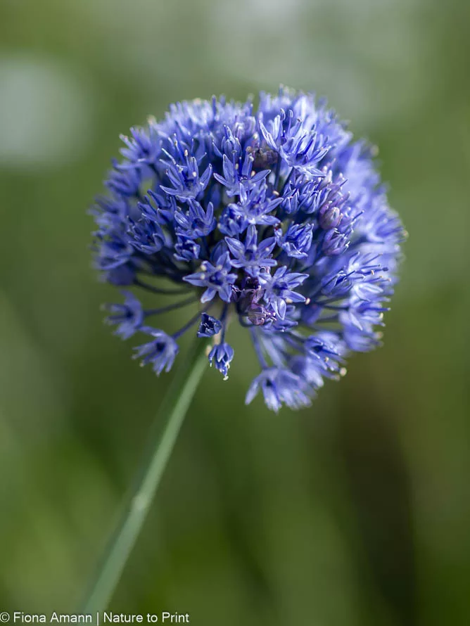 Blauer Kugel-Lauch, A. caeruleum